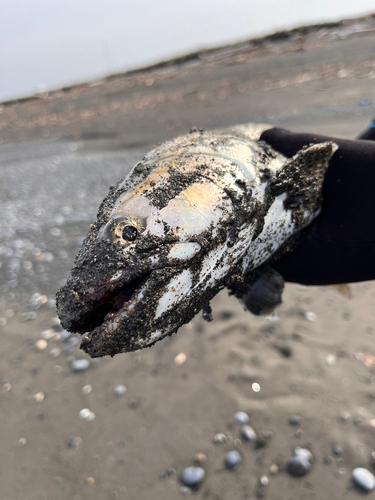 アメマスの釣果