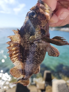 ムラソイの釣果