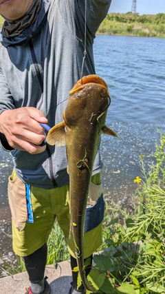 ニホンナマズの釣果