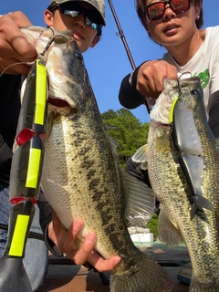 ブラックバスの釣果