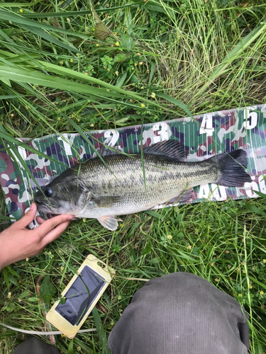 ブラックバスの釣果