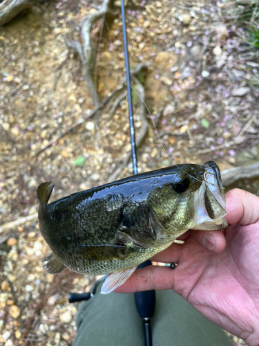 ラージマウスバスの釣果