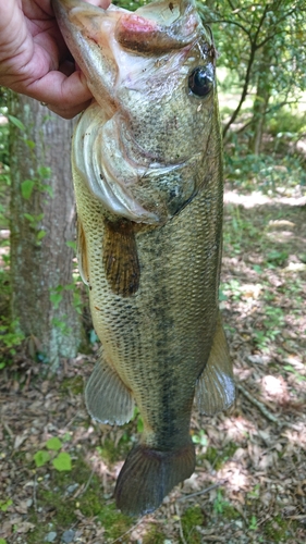 ラージマウスバスの釣果