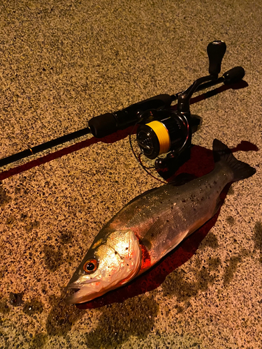 フッコ（マルスズキ）の釣果