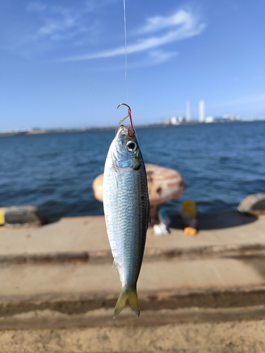 サッパの釣果