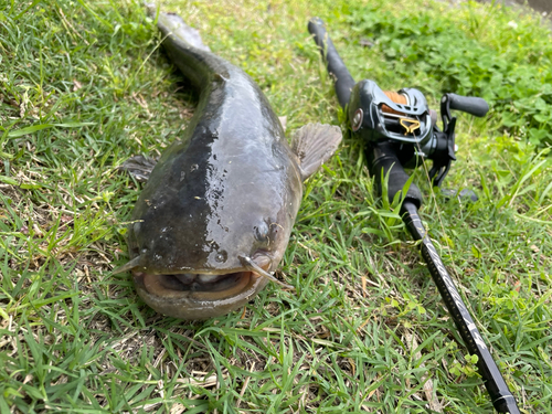 ナマズの釣果