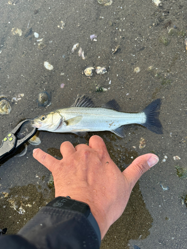 セイゴ（マルスズキ）の釣果