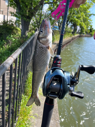 ニゴイの釣果