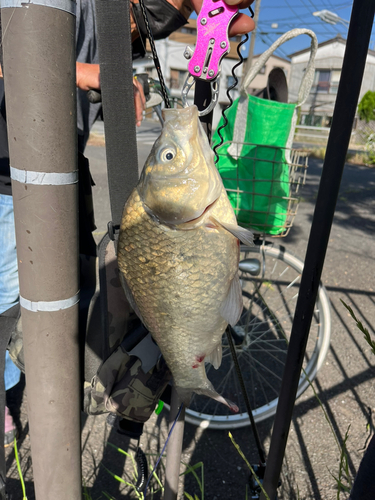 フナの釣果