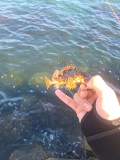 アラカブの釣果