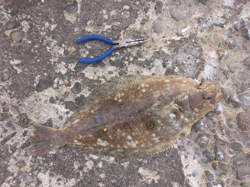 カレイの釣果