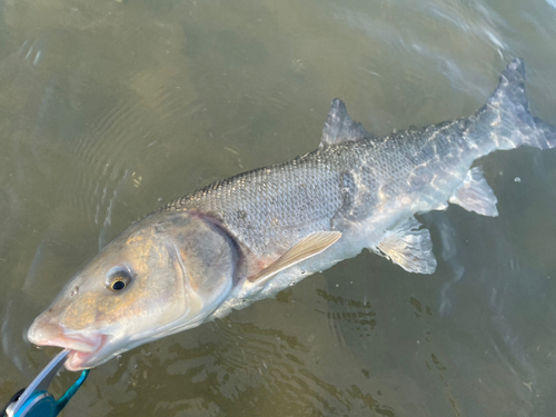 マルタウグイの釣果