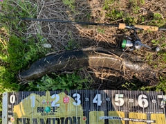 ライギョの釣果