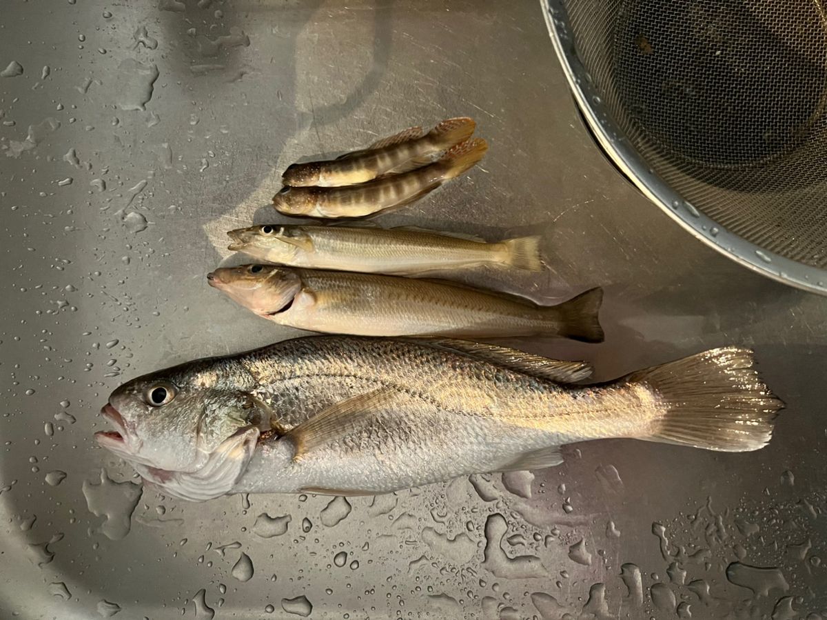 るっくん鮫さんの釣果 3枚目の画像