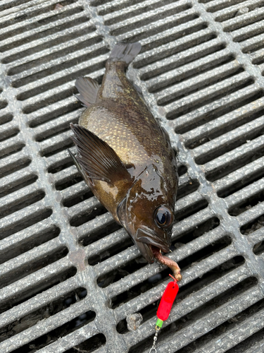 ガヤの釣果