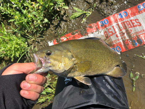 スモールマウスバスの釣果