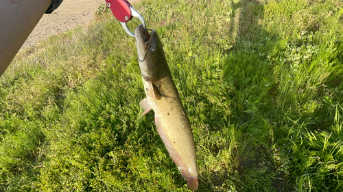 ナマズの釣果