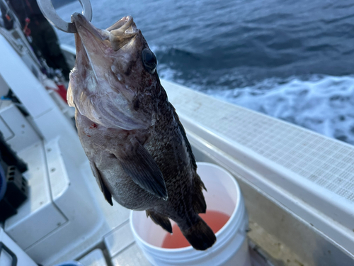 ソイの釣果