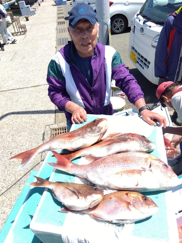 マダイの釣果