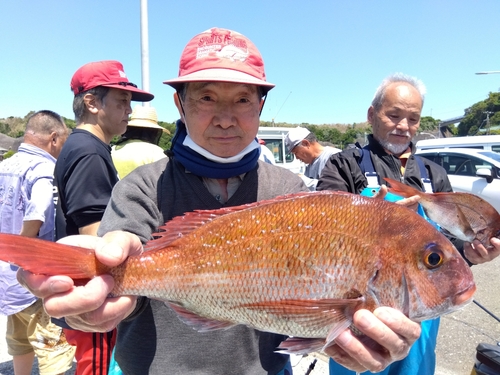 マダイの釣果