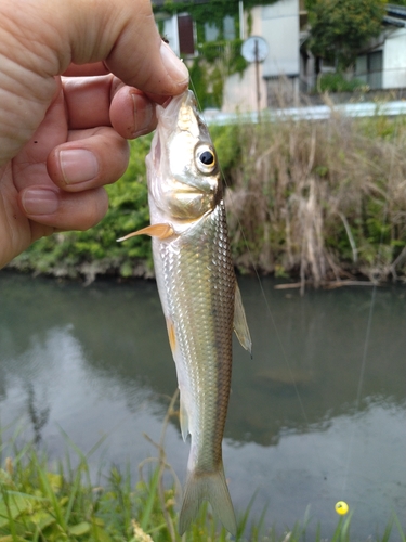 ニゴイの釣果