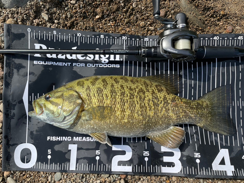 スモールマウスバスの釣果