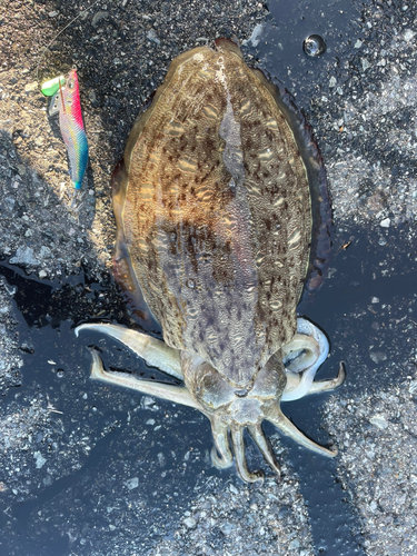 モンゴウイカの釣果