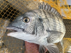 クロダイの釣果