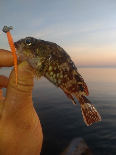 ガシラの釣果