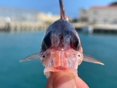 ウケグチイットウダイの釣果