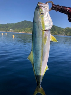 ハマチの釣果