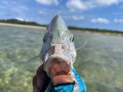 クロヒラアジの釣果