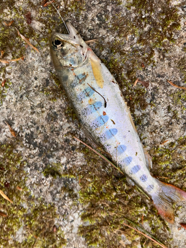 アマゴの釣果