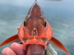 ヒメフエダイの釣果