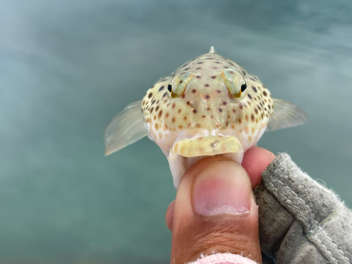 オグロトラギスの釣果