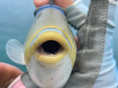 ムラサメモンガラの釣果