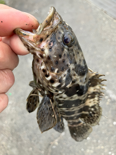 チャイロマルハタの釣果