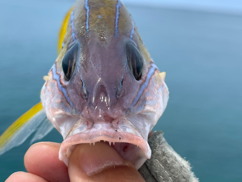 ヨスジフエダイの釣果