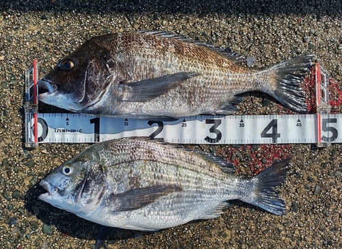 チヌの釣果