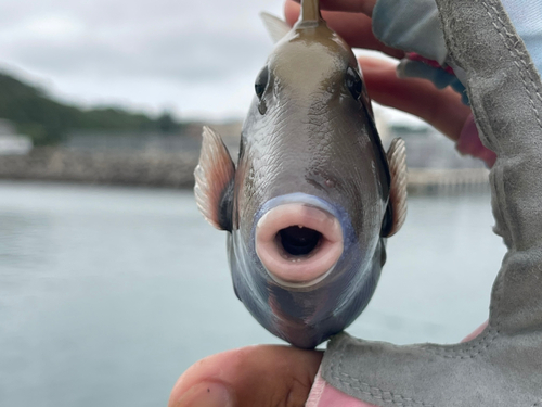 ツマジロモンガラの釣果