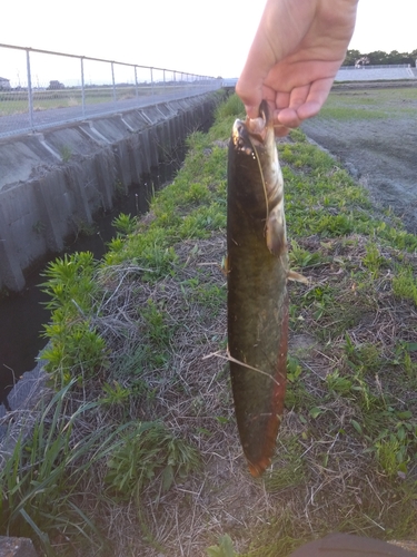 ナマズの釣果