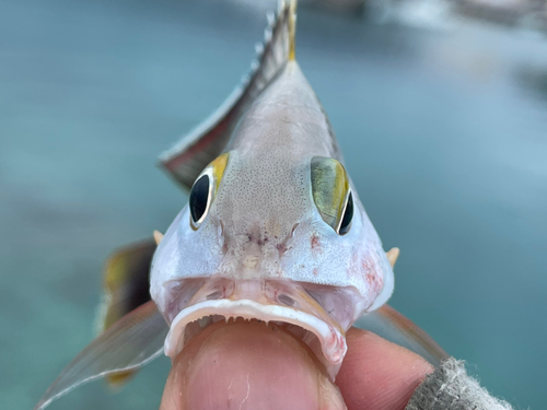 ヒメフエダイの釣果