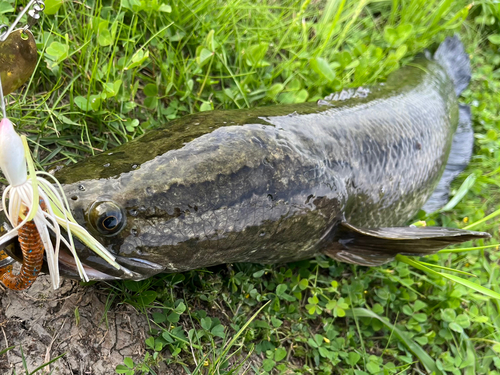 ライギョの釣果