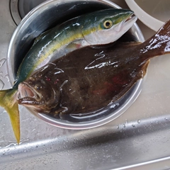 ヒラメの釣果