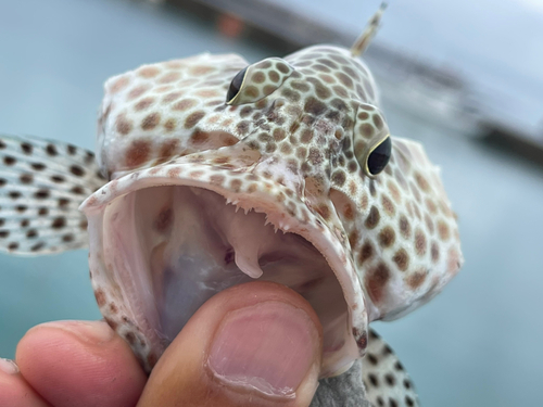 カンモンハタの釣果