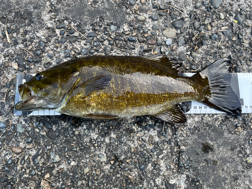 スモールマウスバスの釣果