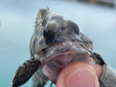 ヒレグロハタの釣果