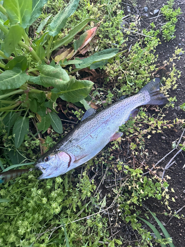 ニジマスの釣果