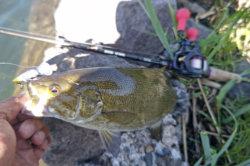 ラージマウスバスの釣果