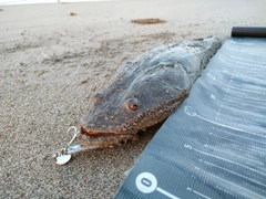 マゴチの釣果